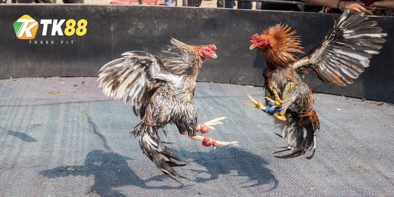 cac-loai-hinh-da-ga-pho-bien